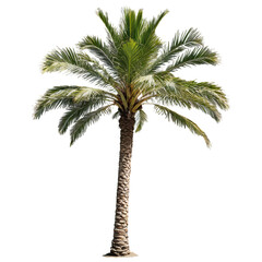 Obraz premium palm tree isolated on transparent background
