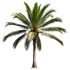 palm tree isolated on transparent background