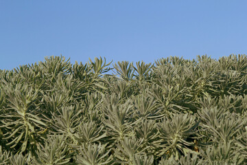 Plants in Dry Tortugas