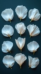 Delicate white flower petals arranged in a grid pattern against a dark blue background