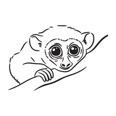Slow Loris Wildlife Photography – A Rare and Unique Species