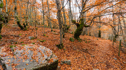 Hayedo de la Pedrosa Natural Protected Area, Beech Forest Autumn Season, Fagus sylvatica, Riofrío de Riaza, Segovia, Castilla y León, Spain, Europe