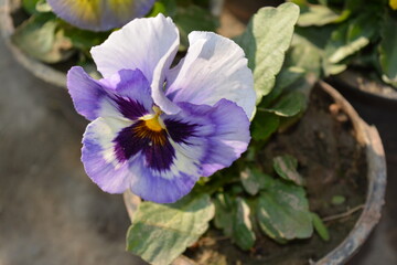 Purple Pansy Flowers in Full Bloom in the Garden