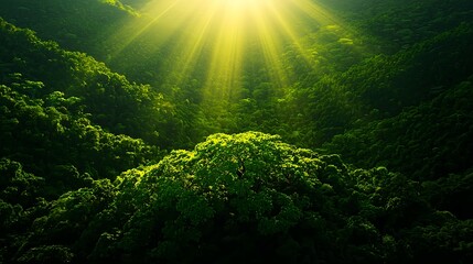 Fototapeta premium Lush Green Forest Bathed in Sunlight