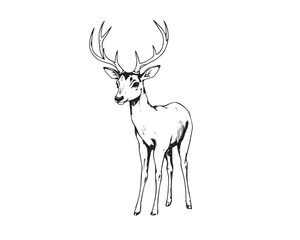 Obraz premium Black and white line art deer, vector