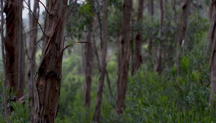 A close-up of the forested area. Wild trees. Forest landscape. Evergreen trees. Survival. Cover. Postcard. Picture. Background. Bokeh.