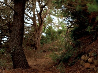 Naklejka premium A close-up of the forested area. Wild trees. Forest landscape. Evergreen trees. Survival. Cover. Postcard. Picture. Background. Bokeh.