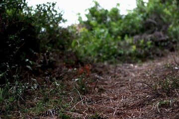 A close-up of the forested area. Wild trees. Forest landscape. Evergreen trees. Survival. Cover....