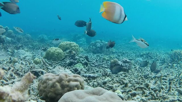 Brown surgeonfish, threadfin butterflyfish and several other types of fish swim in the coral reef