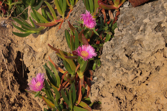 Carpobrotus rossii Mesembryanthemum is succulent coastal groundcover plant of family Aizoaceae. Succulent plant that grows among rocks, stones, sea sand in summer. delicate pink flowers
