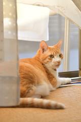 窓辺でくつろぐ猫