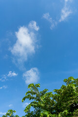 Blue Sky with Fluffy Clouds and Green Leaves