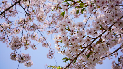 北海道函館市「五稜郭公園」春爛漫の桜