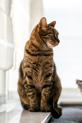 beautiful cat feline in white light environment 