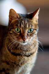 beautiful cat feline in white light environment 