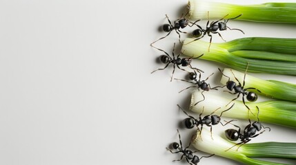 nestled ants are on leek