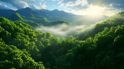 Obraz premium Lush Green Mountain Forest at Sunrise