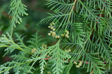 Thuja occidentalis close-up. Green thuja tree branches, background.