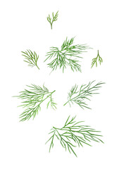 Fresh green dill in air on white background