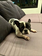 French Bulldog on the Couch