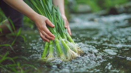 fresh leek being washed in the river