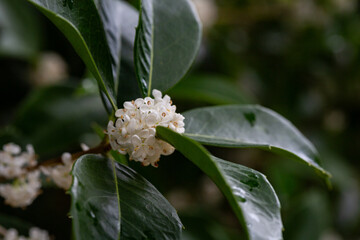 Fortune's osmanthus (Osmanthus Fortunei) flowers. Oleaceae evergreen tree. Small white osmanthus flowers, the fragrance is used in expensive perfumes.