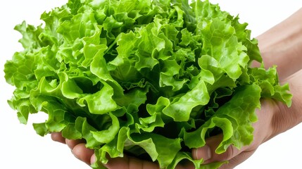 fresh lettuce neatly arranged in a basket on a white background