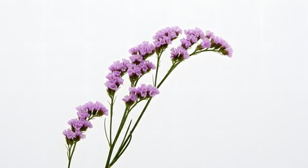Fototapeta premium Sprigs of Delicate Lavender Statice Flowers on a Clean White Backdrop
