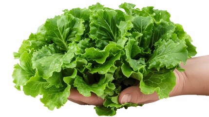 a basket filled with fresh lettuce. empty space for your text