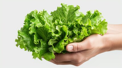 a basket filled with fresh lettuce with empty space and white background