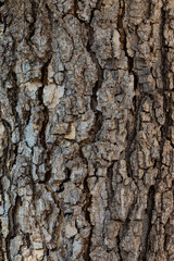 tree bark texture