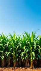 Obraz premium Lush Cornfield Rising Under a Radiant Sky: Agricultural Prosperity and Growth