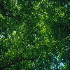 Obraz premium Lush Green Tree Canopy Overhead View