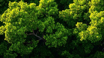 Naklejka premium Lush Green Treetop Canopy Sunlight Texture