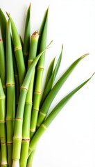 Fototapeta premium Vibrant Green Bamboo Stalks on a Crisp White Backdrop for Serene Imagery