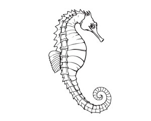 Fototapeta premium Line art illustration, black and white, seahorse, clear background, vector