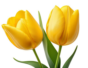 two yellow tulip isolated on white background 