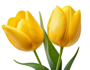 two yellow tulip isolated on white background 