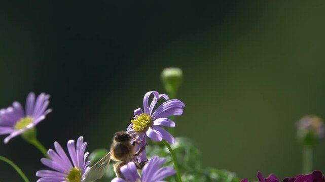 Bee, Flying on Flower. Funny honeybee