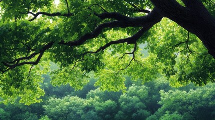 Fototapeta premium View of the dense green canopy of a large tree - A serene scene featuring lush green leaves, vibrant sunlight, nature's tranquility, fresh air, and calming surroundings. Perfect for nature lovers.