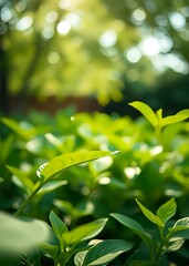 Background of nature green leaf in garden at summer using as spring background cover page environment ecology or greenery wallpaper generative ai bokeh green bokeh green abstract background light brig
