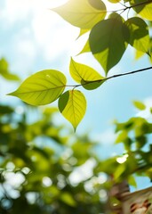 Natures beauty summer sky and green leaves bokeh background bokeh green bokeh green abstract background light bright blur pattern