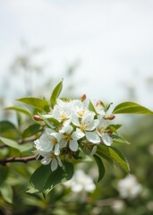Fototapeta premium Apple blossoms on a branch with leaves in garden under hazy sky bokeh green bokeh green abstract background light bright blur pattern