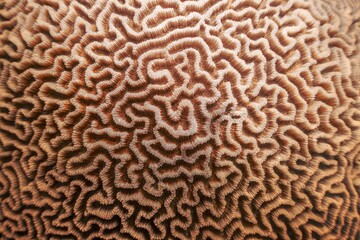 Hard brain coral texture in trendy color -  Mocha Mousse color of the year 2025