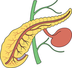 Pancrea. vector art with white background. Pancreas human organ, medical model in cartoon style isolated on white background stock vector illustration .