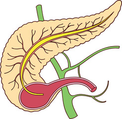 Pancrea. vector art with white background. Pancreas human organ, medical model in cartoon style isolated on white background stock vector illustration .