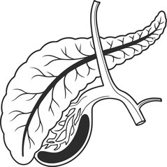 Pancrea. vector art with white background. Pancreas human organ, medical model in cartoon style isolated on white background stock vector illustration .
