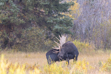 Bull Moose in Grand Teton National Park Wyoming in Autumn