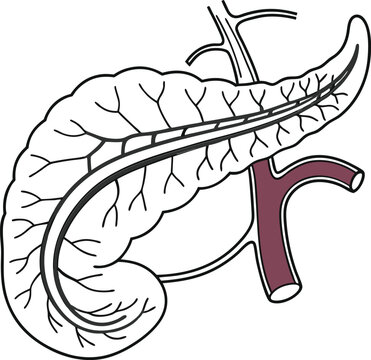 Pancrea. vector art with white background. Pancreas human organ, medical model in cartoon style isolated on white background stock vector illustration .