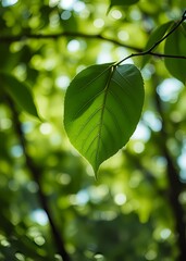 Green bokeh defocused leaf tree background bokeh green bokeh green abstract background light bright blur pattern